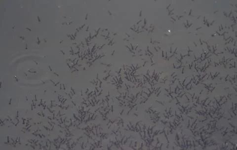 Mosquito larva Foto stock