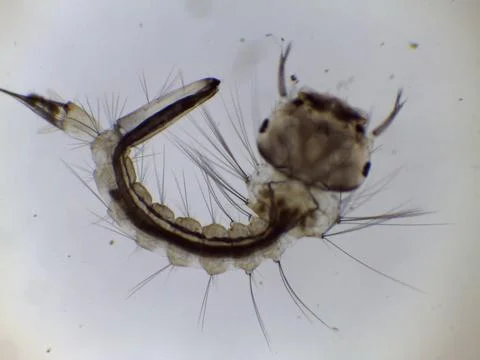 Mosquito Larva Pupa Under Microscope Close Up Stock Photos