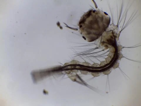 Mosquito Larva Pupa Under Microscope Close Up Stock Photos