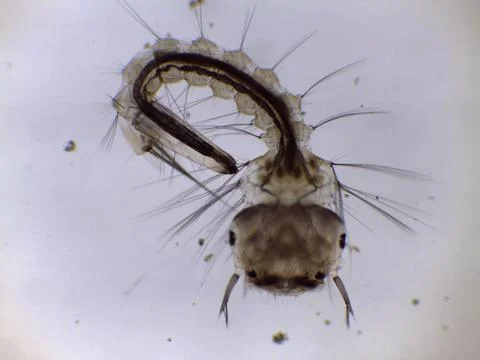 Mosquito Larva Pupa Under Microscope Close Up 写真素材
