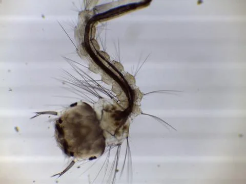 Mosquito Larva Pupa Under Microscope Close Up Stock Photos