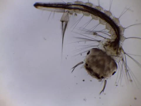Mosquito Larva Pupa Under Microscope Close Up 写真素材