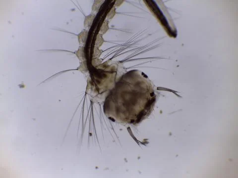 Mosquito Larva Pupa Under Microscope Close Up Stock Photos