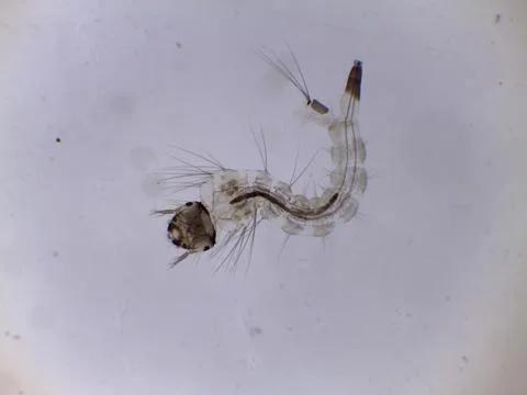 Mosquito Larva Pupa Under Microscope Close Up Stock Photos