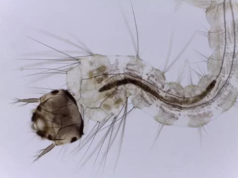 Mosquito Larva Pupa Under Microscope Close Up Stock Photos