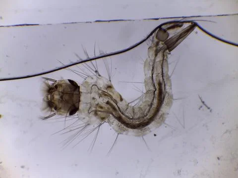 Mosquito Larva Pupa Under Microscope Close Up Stock Photos