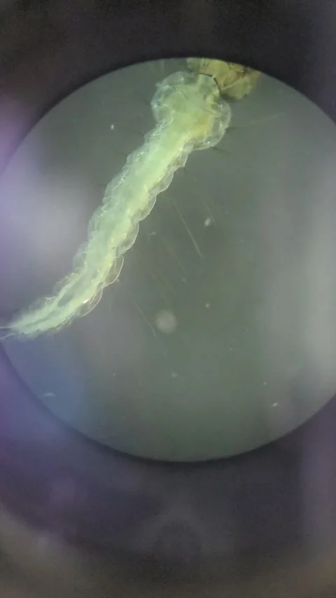 Mosquito larva under microscope Vídeos de archivo 331805723