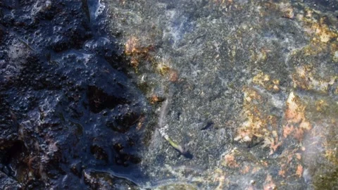 A mosquito larva is wriggling at the edge of a shallow pond, trying to molt skin Stock Footage 166165099