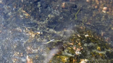 A mosquito larva is wriggling at the surface of pond, trying to molt its skin Stock Footage 166165044