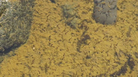 Mosquito larvae 01 Stock Footage 53211603