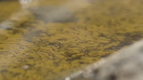 Mosquito larvae 02 Stock Footage 53211627
