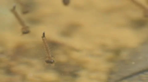 Mosquito larvae 04 Stock Footage 53211679