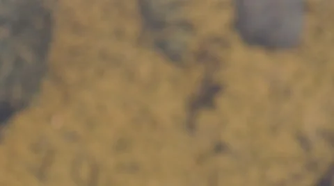 Mosquito larvae 05 Stock Footage 53211852