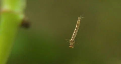Mosquito larvae 1 Vídeos de archivo 326357129