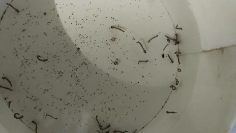 Mosquito larvae 11 Stock Footage 329124624