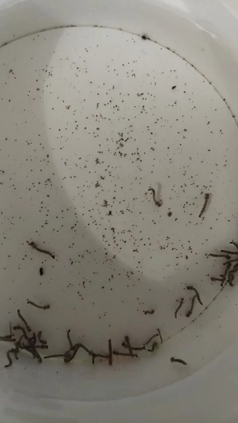 Mosquito larvae 15 Stock Footage 329124728