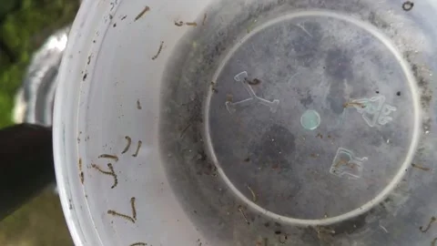 Mosquito larvae 3 Stock Footage 329124248