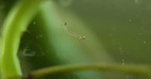 Mosquito larvae 4 Vídeos de archivo 326357132