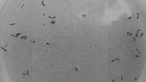 Mosquito larvae 7 Stock Footage 329124438