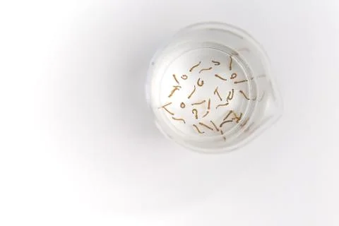 Mosquito larvae in a beaker Stock Photos