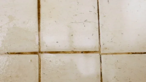 Mosquito larvae on ceramic tile Stock Footage 104789527