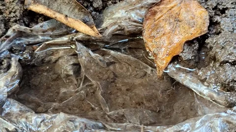 Mosquito larvae in a clear water puddle with a plastic Video stock 335263385