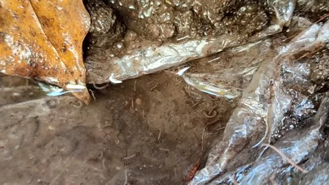Mosquito larvae in a clear water puddle with a plastic Video stock 335263386