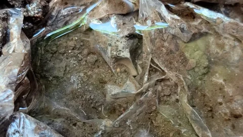 Mosquito larvae in a clear water puddle with a plastic Video stock 335263408