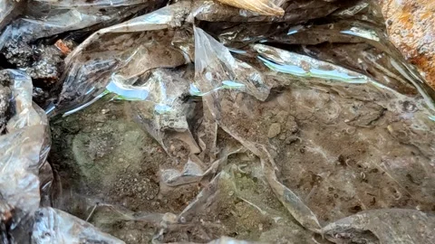 Mosquito larvae in a clear water puddle with a plastic Video stock 335263409