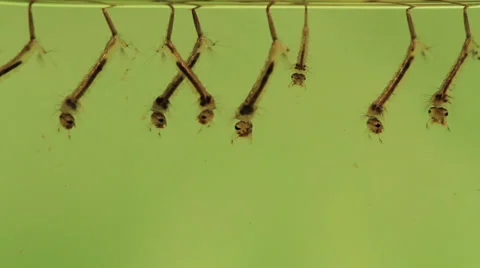 Mosquito larvae Stock Footage 27876841