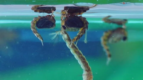 Mosquito Larvae Stock Footage 51713531