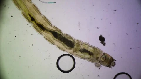 Mosquito Larvae Stock Footage 61795352