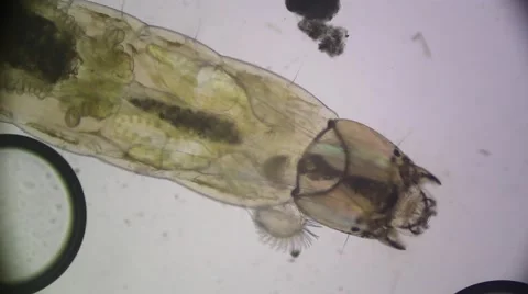 Mosquito Larvae Stock Footage 61795357