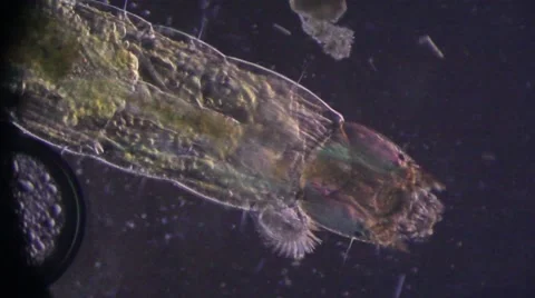 Mosquito Larvae Stock Footage 61795367