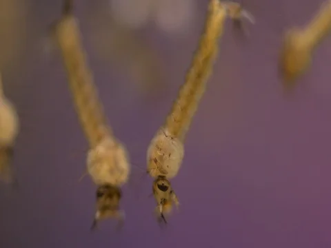 Live Maggots - Screwworm Larvae, Quickly Swarm in a Storage