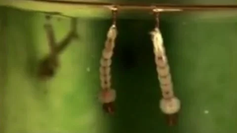 Mosquito larvae Stock Footage 202198010