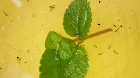 Mosquito larvae Stock Footage 220595322