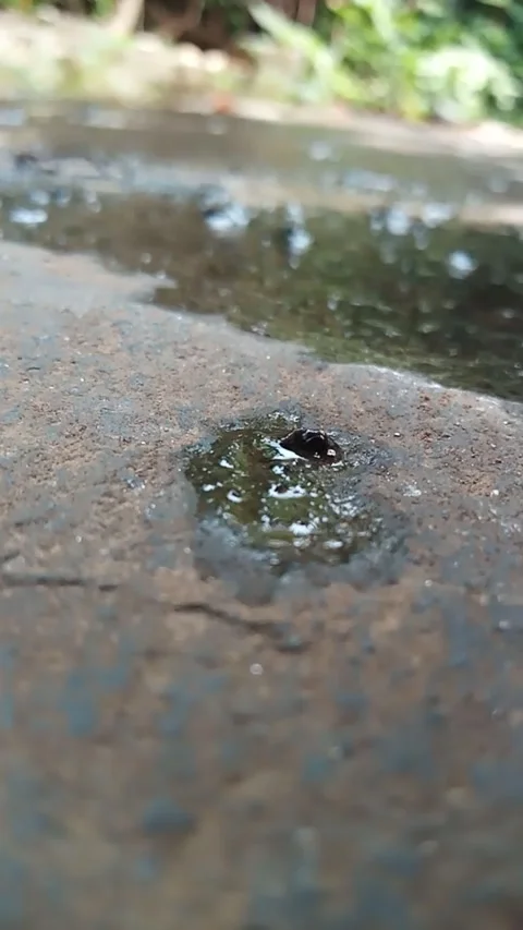 Mosquito larvae Stock Footage 270654514