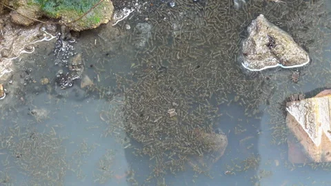 Mosquito larvae 스톡 동영상 274058833