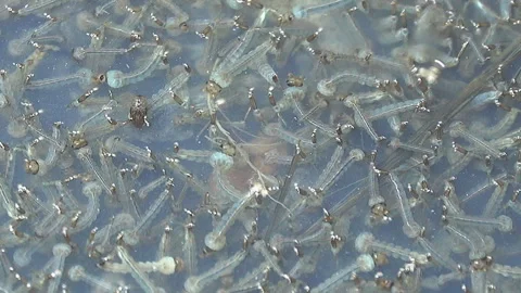 Mosquito larvae 스톡 동영상 274339919