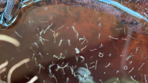 Mosquito larvae Stock Footage 278598210