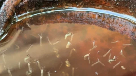 Mosquito larvae Stock Footage 278598212