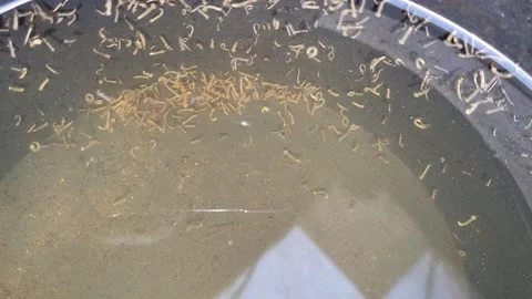 Mosquito larvae Stock Footage 281629599
