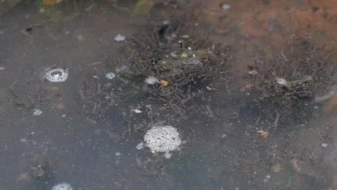 Mosquito larvae that gather on the surface of the gutter water Stock Footage 321979911