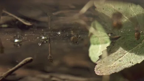 Mosquito larvae hanging from water surface filmed from underwater Stock Footage 327134958