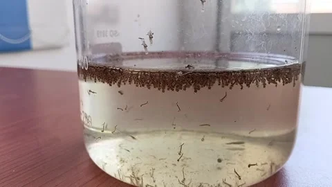 Mosquito Larvae Hanging From Water Surface In Beaker Видео 335472989