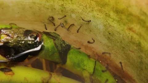 Mosquito larvae. larva hangs upside down, Life cycle of Mosquitoes Stock Footage 283061131