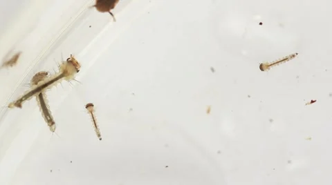 Mosquito Larvae in Petri Dish Stock Footage 8651664