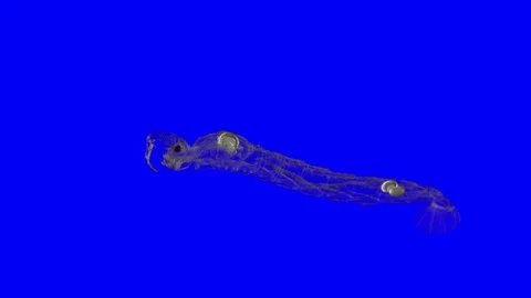 Mosquito larvae. PHANTOM MIDGE. Green Screen Effect Stock Footage 99053396