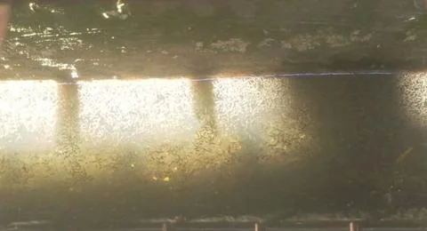 Mosquito larvae 写真素材